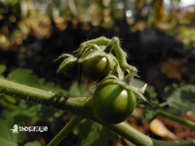 A photo of a tomato 🍅  taken from Ggaba Water Treatment Facility, Kampala.

📸 #ShotOfMine