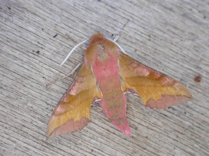 Small elephant hawkmoth 