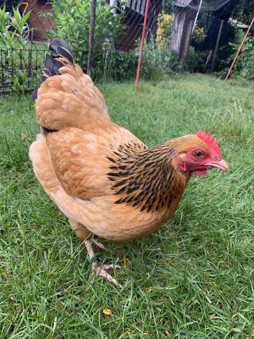 Ein karamellbraunes Huhn mit schwarzen Halsfedern (Rosie) hat gerade auf der Wiese eine Johannisbeere gefressen.