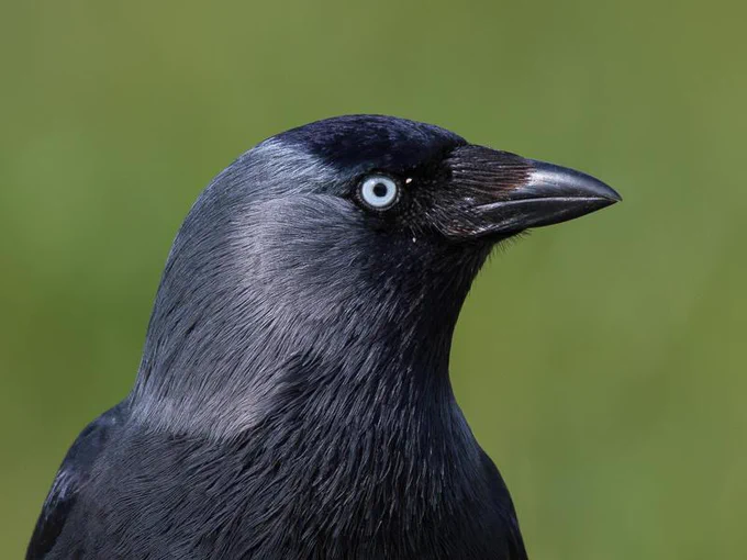 Zijaanzicht van een kouw, lid van de familie der kraaien