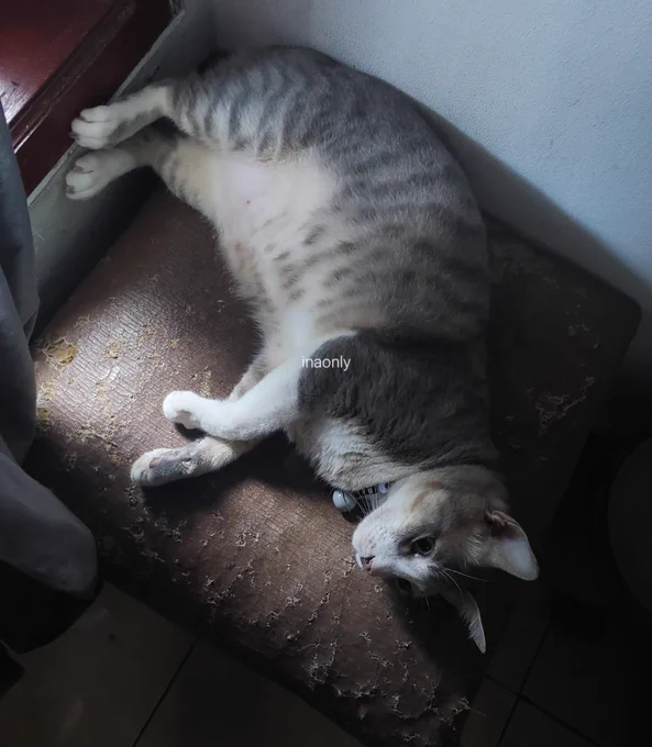 a fat cat is sleeping and looks so cute like a little baby on sunday afternoon
weekend well spend