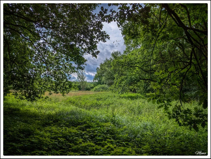 Bildbeschreibung: Blick zwischen den herabhängenden Ästen und Zweigen einer Eiche hindurch auf eine große freie Fläche vor einem mit grauen Wolken bedeckten Himmel.