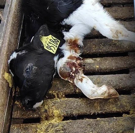 A sick, injured, week old male calf with a plastic number tag pierced into his ear, lies on the excrement strewn wooden slatted floor of the prison enclosure where he is incarcerated on a dairy farm.