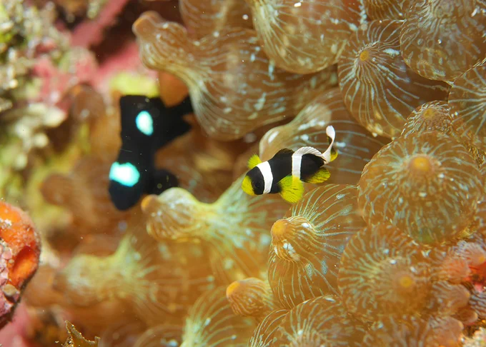 Hachijojima, concolor, nitrox, Clark's anemonefish, clownfish, macro photography, scubadiving