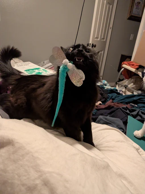 shura with a dragonfly version of worm on a string.  her mouth is open 