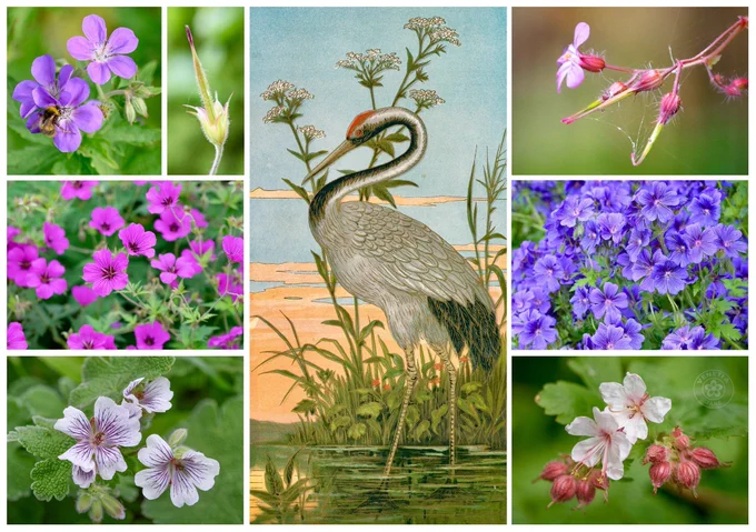 Collage featuring several cranesbill geraniums in shades of violet, magenta and white. Close-up photographs show flowers, buds and the distinctive long, beak-like seed pods that inspired the name “cranesbill”. At the centre is an Art Nouveau-style illustration of a crane standing in shallow water among reeds and white flowers. The bird’s long neck curves gracefully as it gazes downward. Soft blue water and pale golden reflections create a tranquil decorative scene. Artist unknown.