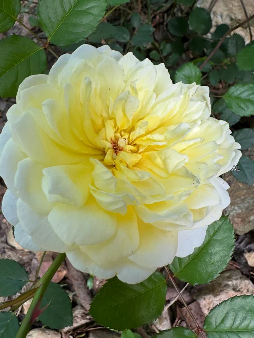 SundayYellow