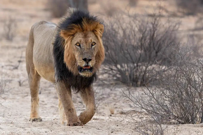 Somali lion has returned to Somalia.