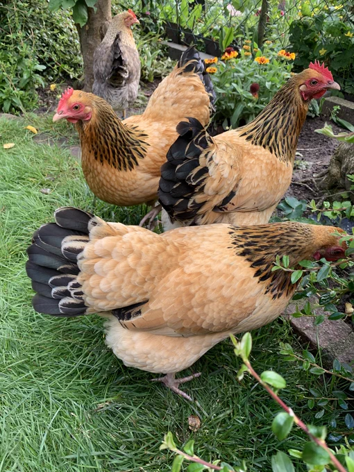 Vier Hühner hintereinander auf der Wiese stehend, rechts neben ihnen ein Zwergmispelstrauch. Die vorderen 3 Hühner sind karamellbraun mit schwarzen Hals- und Schwanzfedern, die vierte Henne im Hintergrund ist dunkelbraun mit goldbraunen Halsfedern.