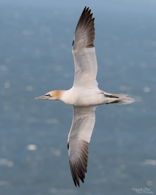 A Northern Gannet glides gracefully over the sea with its wings fully outstretched. The bird’s white plumage, black wing tips and pale golden head stand out against a soft blue-grey ocean background.