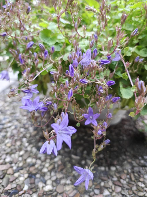 Blütenranken einer eingetopften Zwerg- Glockenblume in pastell- Lilablau, im Hintergrund das Blattgrün, im Vordergrund Kiesbetonplatten. 