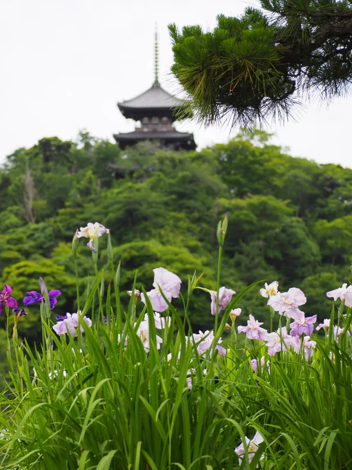白、薄紫色の花菖蒲と、旧燈明寺三重塔