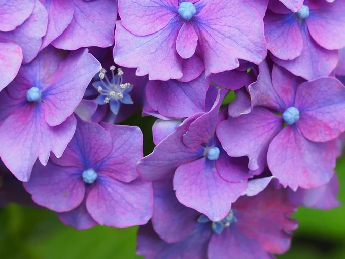 アジサイにぐっと近寄って見ると、大きな花びらのような萼片の奥で、真花がはじけています