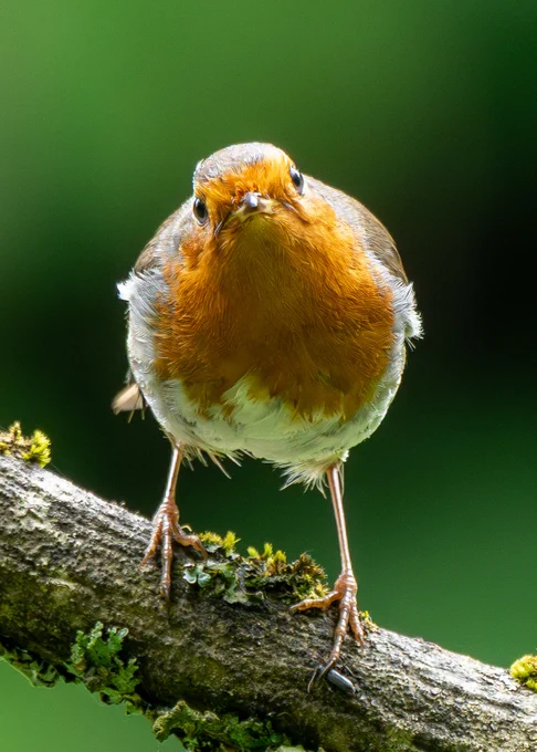 Robin stares straight at camera
