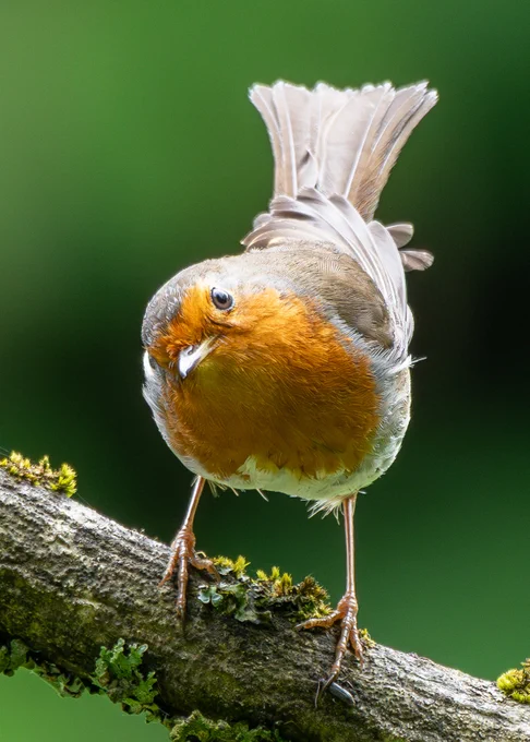 Robin stares at camera with one eye, tail raised