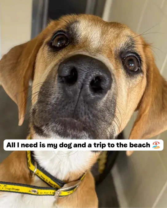 A close up of a dogs face with the text 'All I need is my dog and a trip to the beach'.