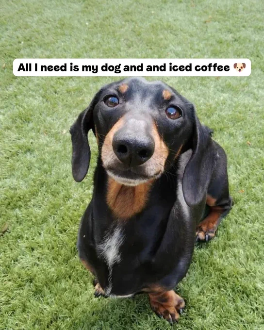 A Dachshund looking up at the camera with the text 'All I need is my dog and an iced coffee'.
