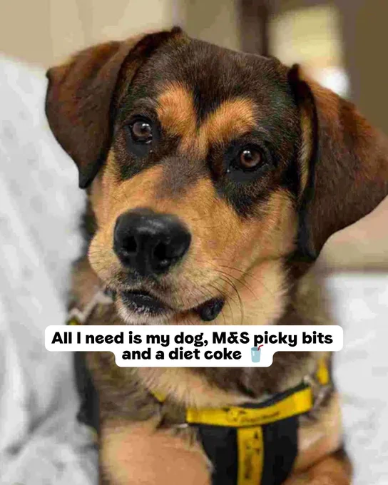 A brown and sandy coloured dog laying on a sofa with the text 'All I need is my dog, M&S picky bits and a diet coke'.