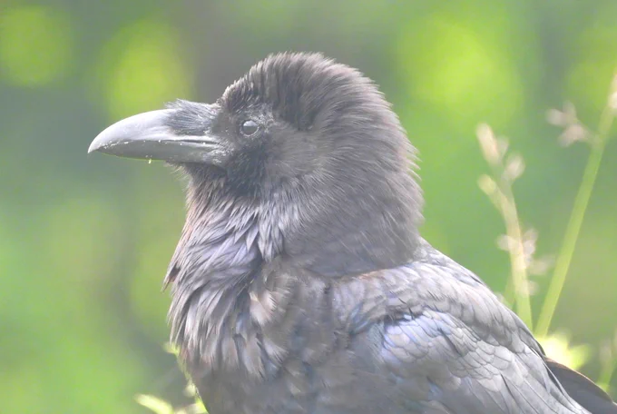Chips often has his head feathers flared and has a chunkier beak