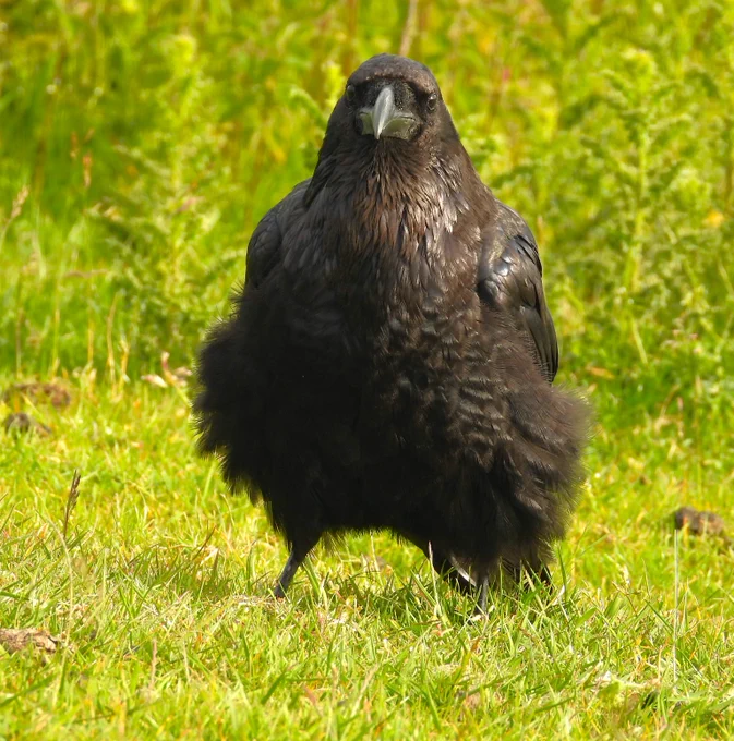 Gravy with her fluffy under side!