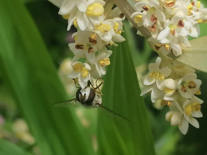A hoverfly feeding on olive blossom 