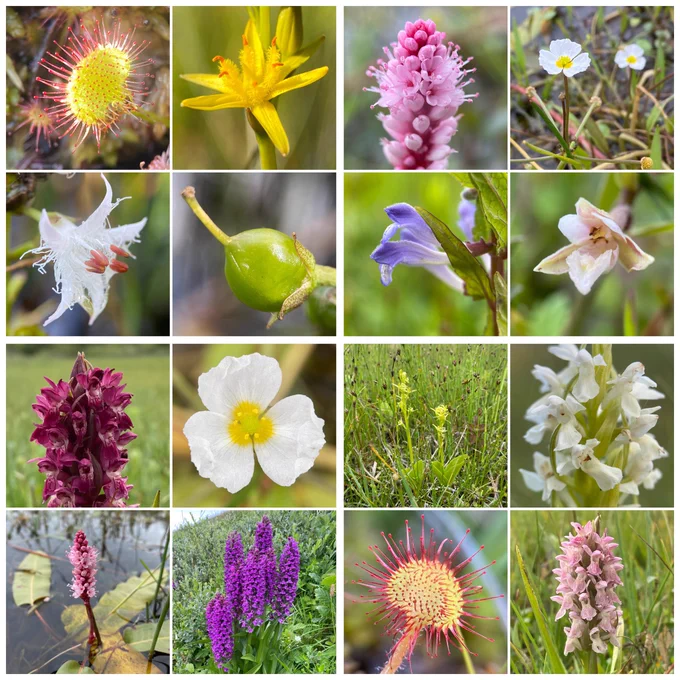 Round-leaved sundew (Drosera rotundifolia), Bog Asphodel (Narthecium ossifragum), Bogbean (Menyanthes trifoliata), Amphibious Bistort (Persicaria amphibia), Lesser Water-plantain (Baldellia ranunculoides), Common Skullcap (Scutellaria galericulata), Marsh Helleborine (Epipactis palustris), Early Marsh-orchid (Dactylorhiza incarnata var.coccinea), Southern Marsh-orchids (Dactylorhiza praetermissa), Fen Orchid (Liparis loeselii), Early Marsh-orchid ‘white form’ of Dactylorhiza incarnata var. pulchella, Early Marsh-orchid (Dactylorhiza incarnata var.incarnata).