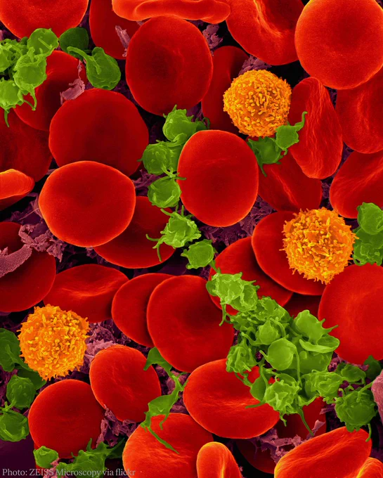 Microscopic image showcasing a high-resolution view of red blood cells with visible platelets.
