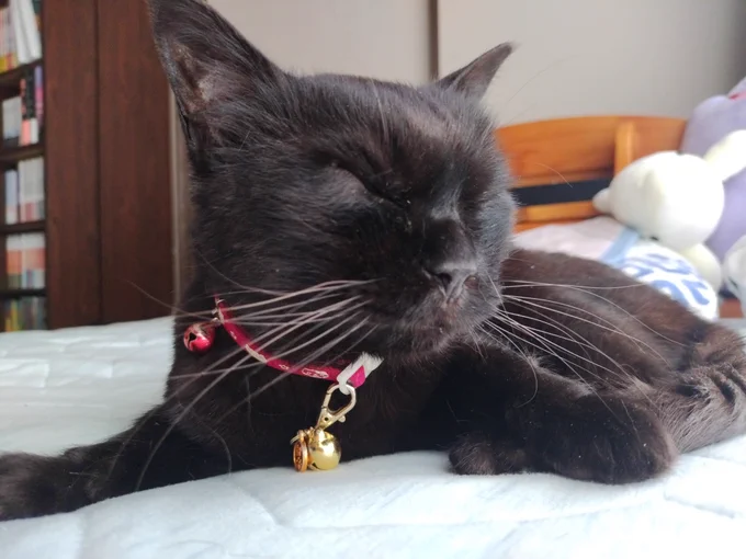 ベッドですやすやの猫（ちい）