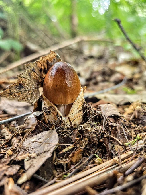 A toadstool bursting out of its protective covering in the woods