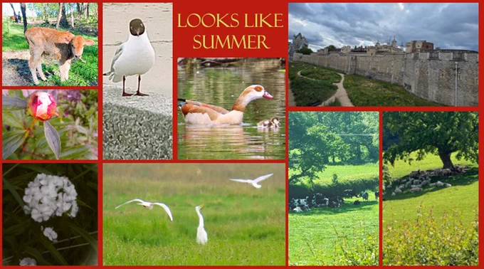 This week's title is Looks Like Summer. Clockwise from upper left: A light-brown Swiss calf in Pennsylvania, a black-headed gull in France, an Egyptian goose in England, The outer perimeter of the Tower of London, sheep under a tree in Wales, cows under another tree in Wales (it's been hot), egrets flying around in grass, Sweet William in the overgrown flower bed in fron of the Post Office, and a large ant on a pink peony bud (they like the sticky nectar).