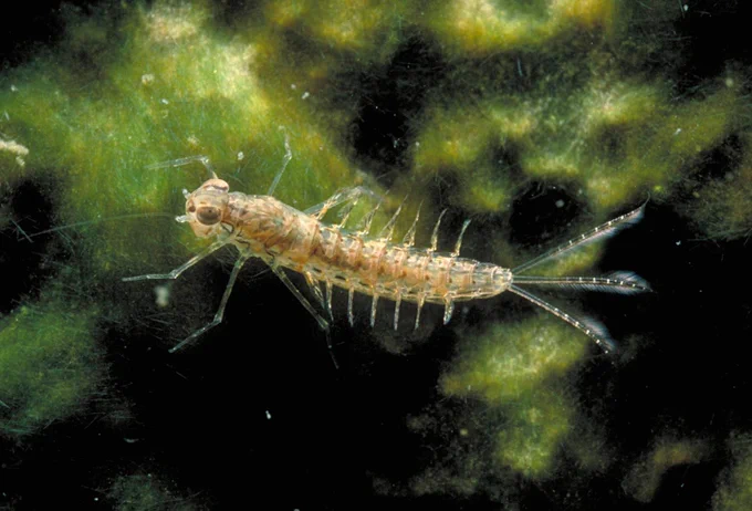 Mayfly nymph (Photo by Dave Funk)