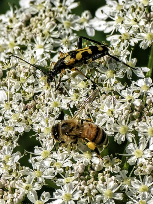 A spotted longhorn beetle (I think) and a honey bee on cow parsley