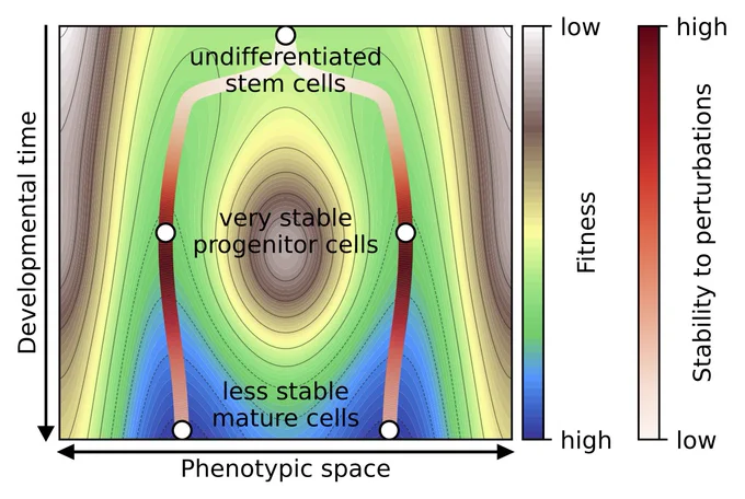 A diagram showing how canalization creates a coherence gap in Waddington’s epigenetic landscape. On the bottom is a horizontal line labeled phenotypic space and on the left side is a vertical line labeled developmental time. On the right are two color scale bars. The first shows fitness, with high values shown in blue, then transitioning to green, yellow, and with low fitness shown in light beige. The second shows stability to perturbations, with low stability in white, then transitioning to light red, and high stability in dark red. The diagram shows that while canalization increases both basin and attractor coherence in absolute terms, it increases basin coherence more, creating a stability gradient within each valley. Attractors, representing mature cell types or phenotypes, are positioned closer to basin boundaries relative to transient states in their developmental trajectories. The ridges between valleys become relatively flatter near attractors compared to mid-trajectory.