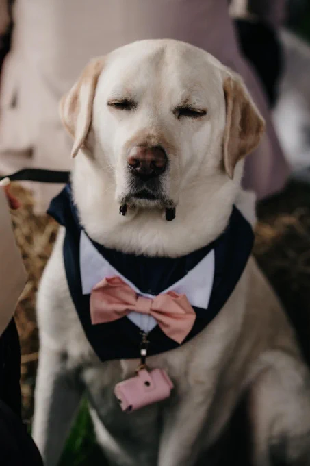 A cream large breed dog sits with his eyes closed, he wears a tux bandanna.