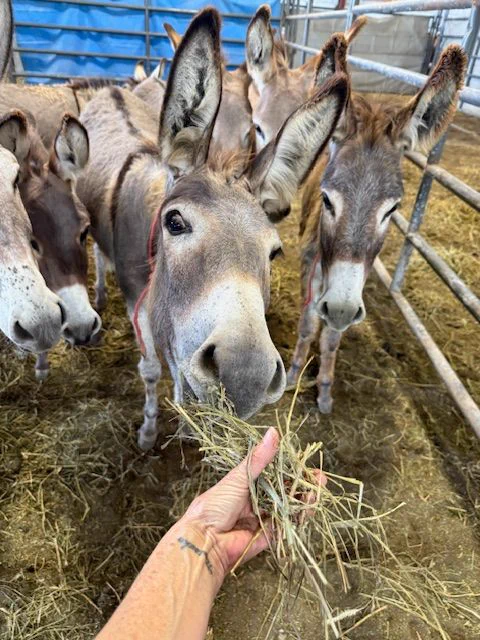 Close-up of a group of donkeys eagerly eating hay from a person's hand inside a barn.