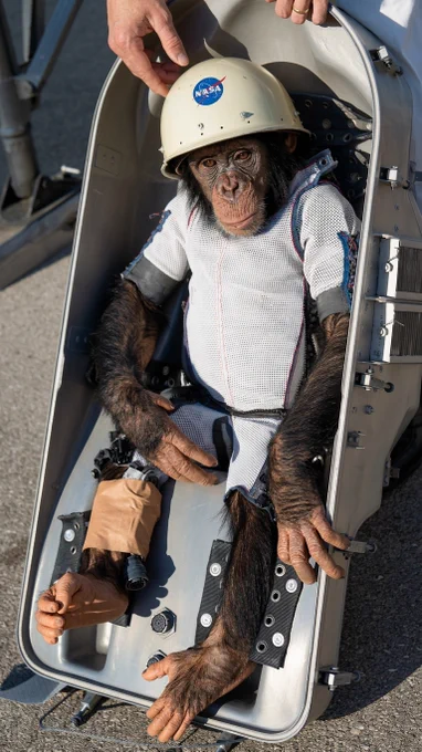 Ham chimpanzee Mercury capsule 1961 | Modified from: NASA, Public domain