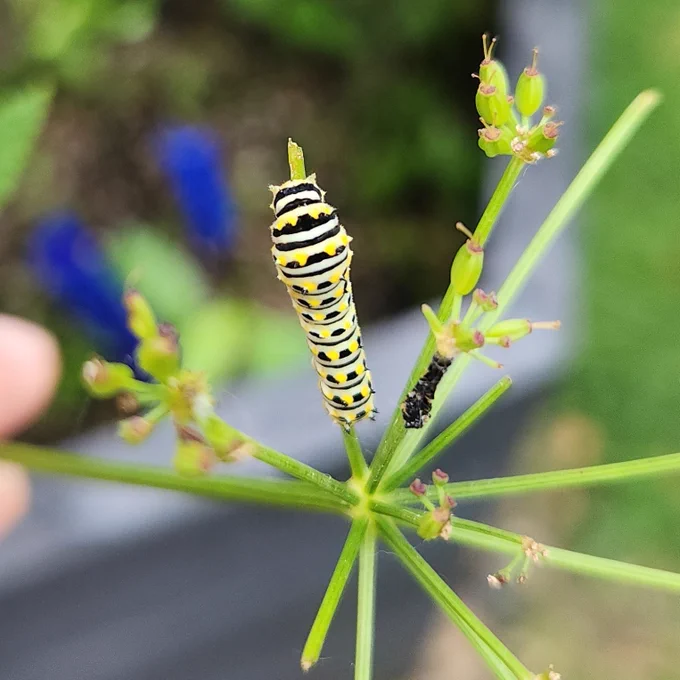Caterpillar.