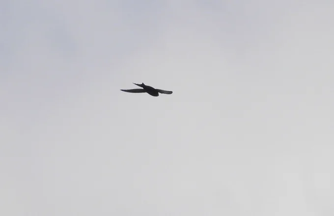 Swift flying