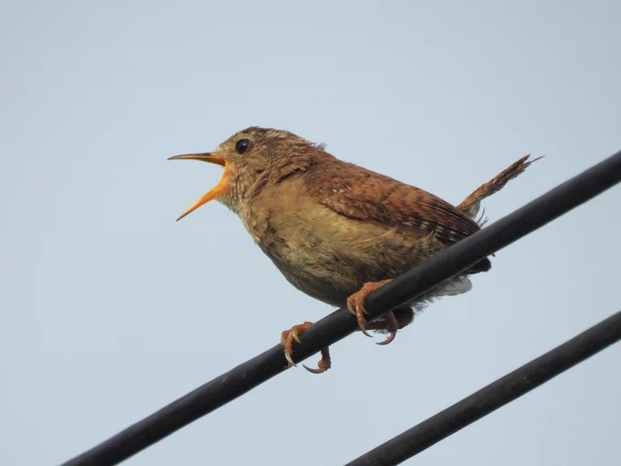 Wren singing on a wire