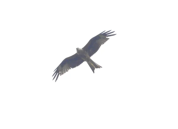 Red Kite flying