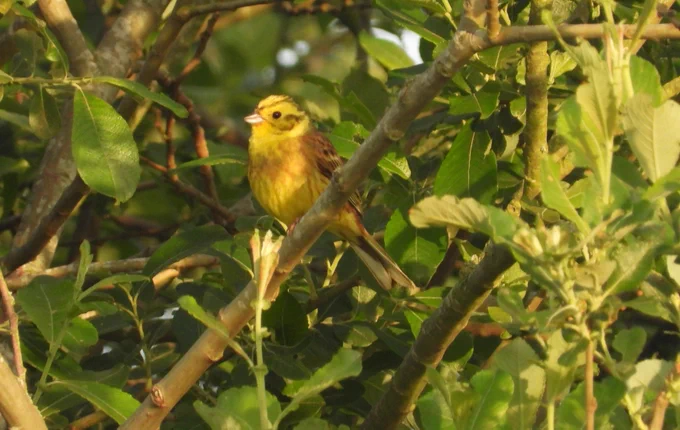 Yellowhammer in a bush