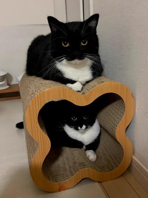 A black-and-white cat sitting on top of a cat scratcher while another cat is inside