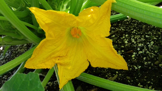 Butternut Squash Bloom is a very large yellow blossom with five sharp points creating a lovely natural star shape ⭐️