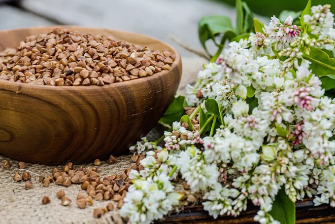 Raw uncooked buckwheat. Ingredients for gluten-free porridge. sprig of buckwheat with white flowers