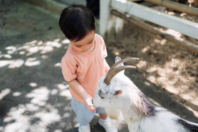 Young child feeding a white goat with curved horns in an outdoor petting zoo area on a sunny day.