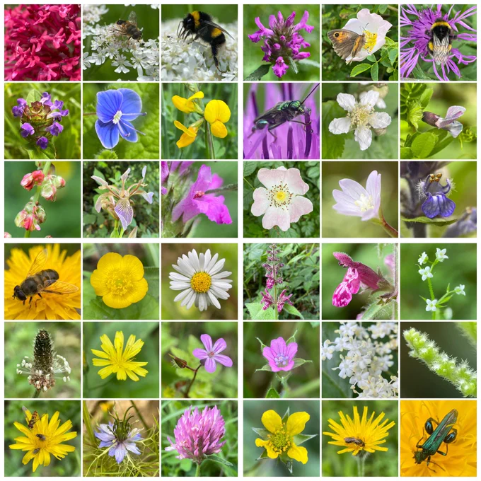 Top row: Red Valerian, Hogweed (with Drone Fly and Buff-tailed Bumblebee), Betony, Dog Rose (with Meadow Brown butterfly), Common Knapweed (with Buff-tailed Bumblebee).
Second row: Self-heal, Germander Speedwell, Meadow Vetchling, Thick-legged flower beetle on Common Knapweed, Bramble, Bush Vetch.
Third row: Dock, Stinking Iris, Betony, Dog Rose, Willowherb, Bugle.
Fourth row: Drone Fly on Dandelion, Creeping Buttercup, Daisy, Hedge Woundwort, Hedge Woundwort close-up, Cleavers.
Fifth row: Ribwort Plantain, Smooth Hawk’s-beard, Herb Robert, Cut-leaved Crane's-bill, Elder, Nettle.
Bottom row: a Hawkweed with pollinators including a Marmalade Hoverfly, naturalised Nigella, Red Clover, Wood Avens, Hawkweed with solitary bee, Thick-legged flower beetle on a Dandelion.