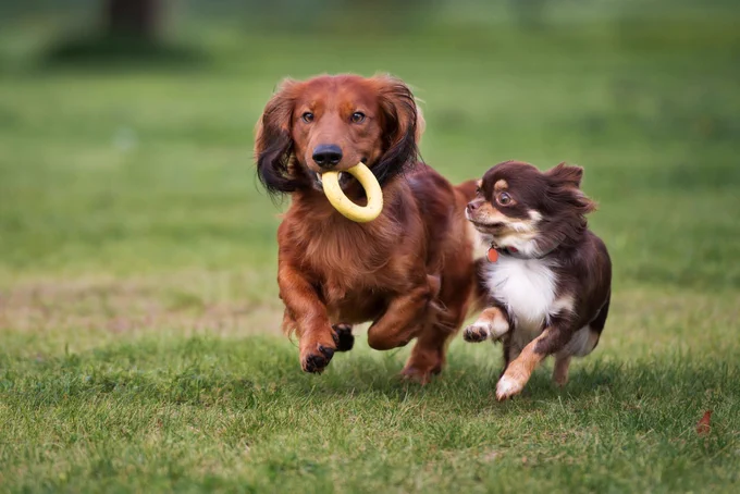2 small dogs playing outside
