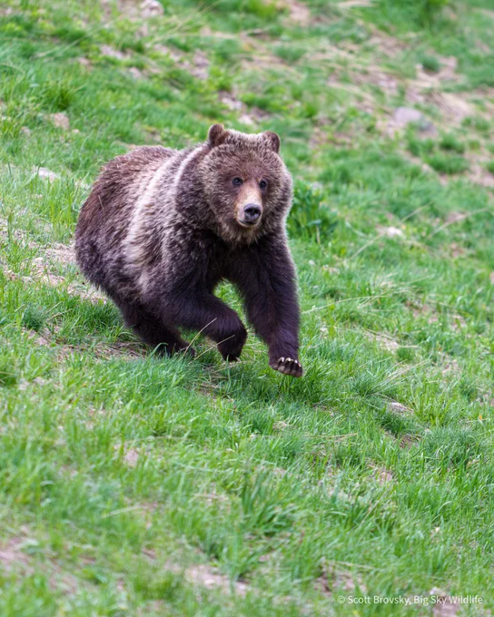 A grizzly subadult makes a break for the safety of the trees. From June 8th 2026 in the Beartooth Mountains. Photo by @brovsky