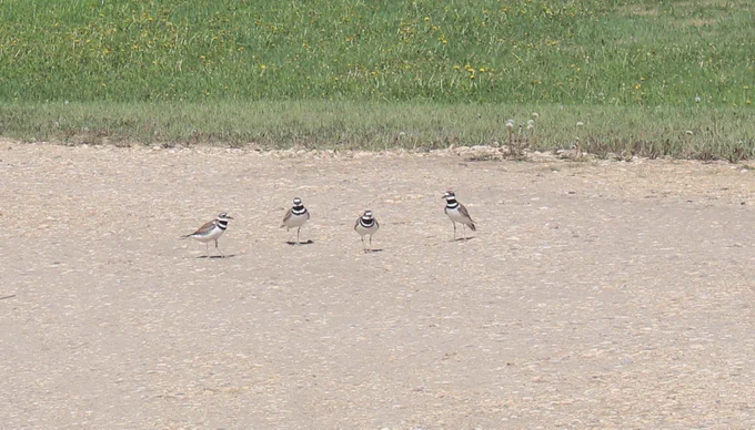 Four kildeer