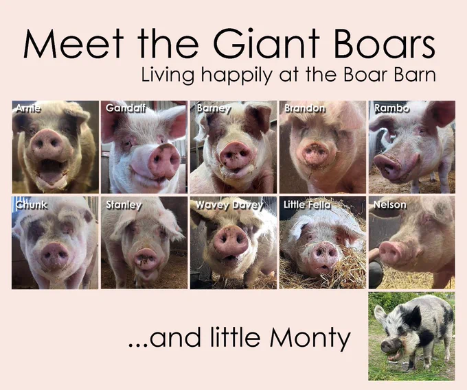 Photo montage of close up portraits of the 10 rescued boars living in a rented barn under the care of Beneath The Wood Sanctuary, Wales, who are raising funds to buy the barn outright and secure these pigs' future.
Text reads:
MEET THE GIANT BOARS Living happily at the Boar Barn
...and little Monty

The 10 boars photographed are: Arnie, Gandalf, Barney, Brandon, Rambo, Chunk, Stanley, Wavey Davey, Little Fella & Nelson.
In addition, their little neighbour who lives adjacent – a kunekune pig called Monty – is also photographed.